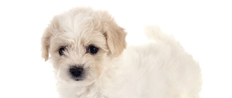 bichon maltais